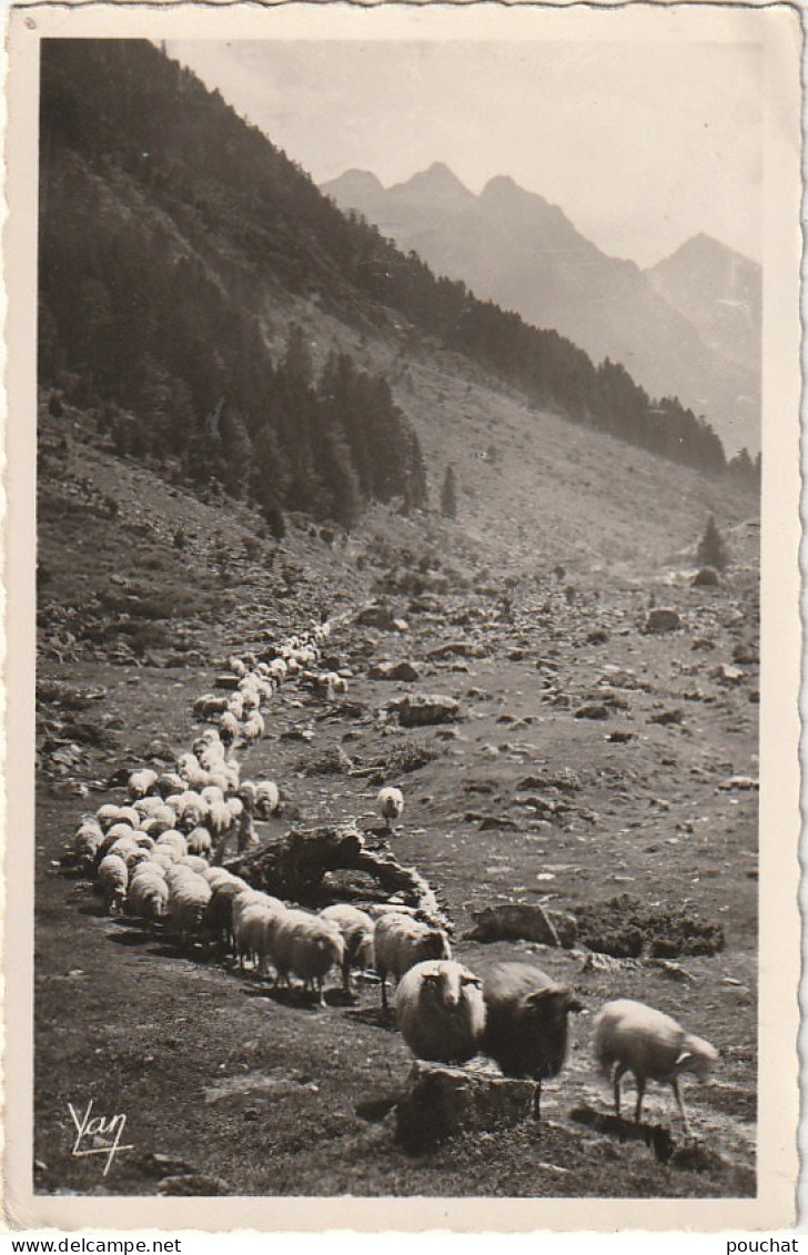 TE 15-(65) CAUTERETS -  VALLEE DE LUTOUR - TROUPEAUX VENANT DES HAUTS PATURAGES - MOUTONS - 2 SCANS - Cauterets