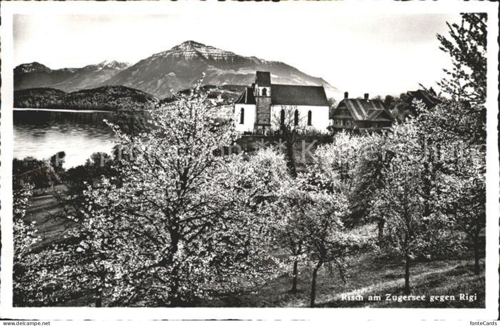 12320674 Risch Rigi Risch - Autres & Non Classés