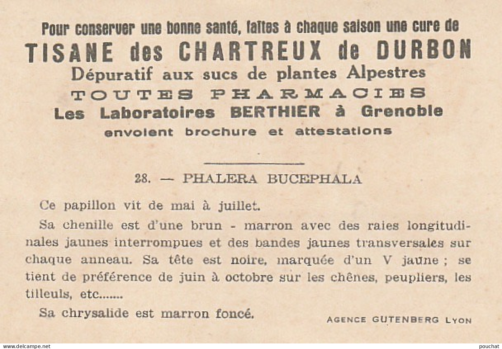 UR 24- " PHALERA BUCEPHALA " ( PAPILLON ET CHENILLE ) - PUB TISANE DES CHARTREUX DE DURBON - LAB . BERTHIER , GRENOBLE - Other & Unclassified