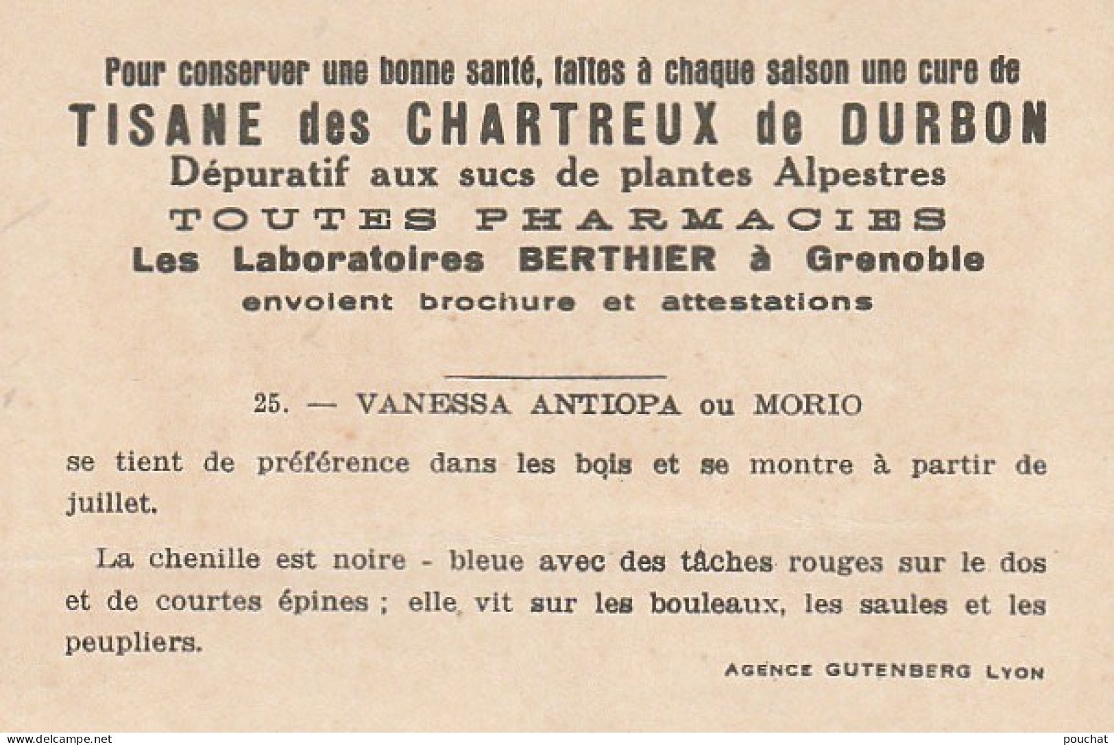 UR 24- " VANESSA ANTIOPA OU MORIO " ( PAPILLON ET CHENILLE ) - PUB TISANE DES CHARTREUX DE DURBON - LAB . BERTHIER (38) - Other & Unclassified