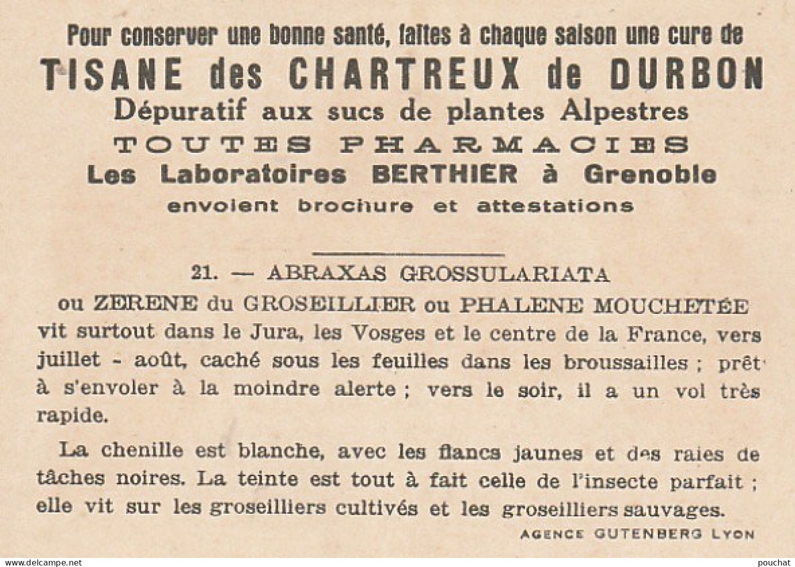 UR 24- " ABRAXAS GROSSULARIATA OU ZERENE DU GROSEILLIER " ( PAPILLON ET CHENILLE ) - PUB TISANE DES CHARTREUX DE DURBON  - Sonstige & Ohne Zuordnung