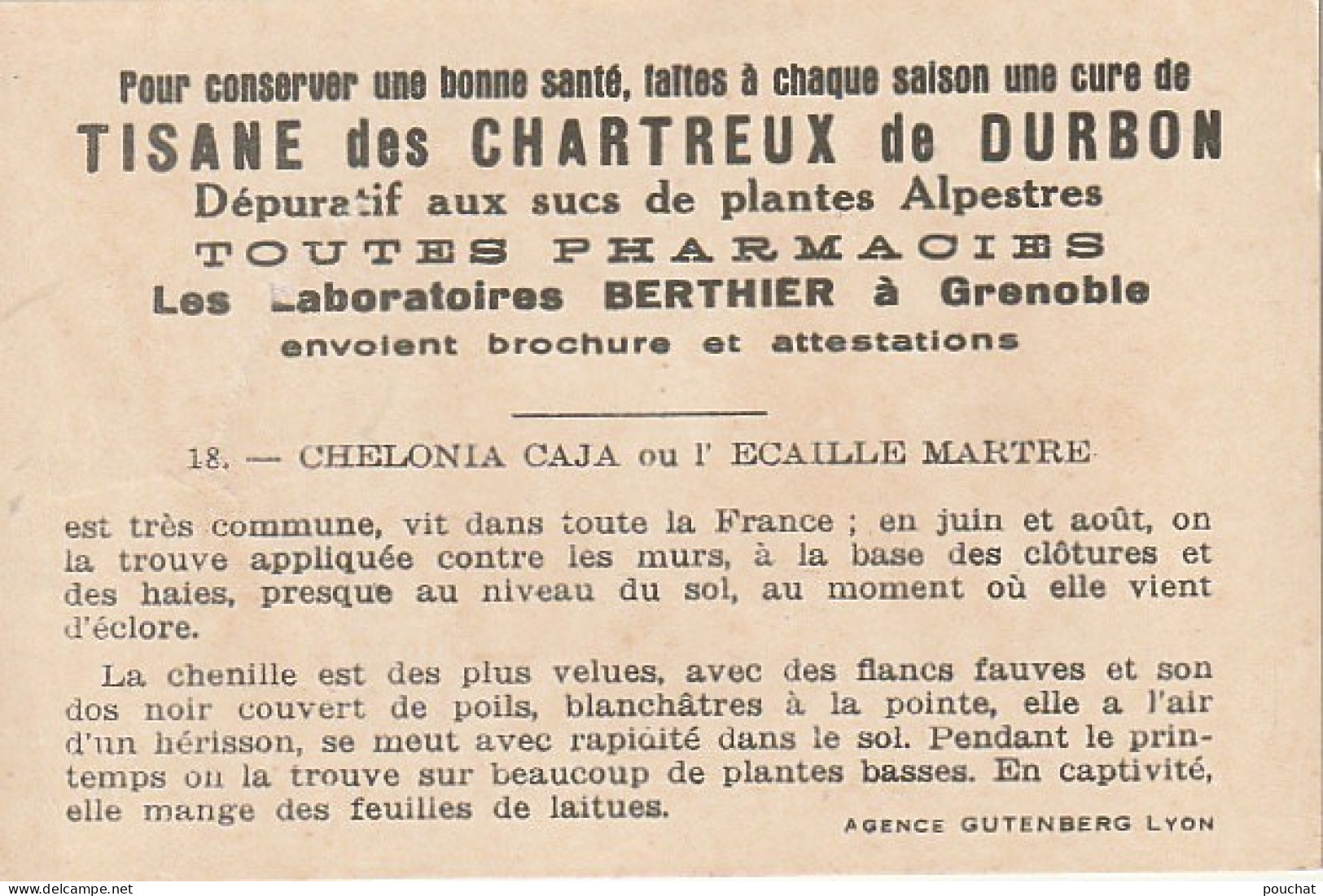 UR 24- " CHELONIA CAJA OU L' ECAILLE MARTRE " ( PAPILLON ET CHENILLE ) - PUB TISANE DES CHARTREUX DE DURBON  - Other & Unclassified