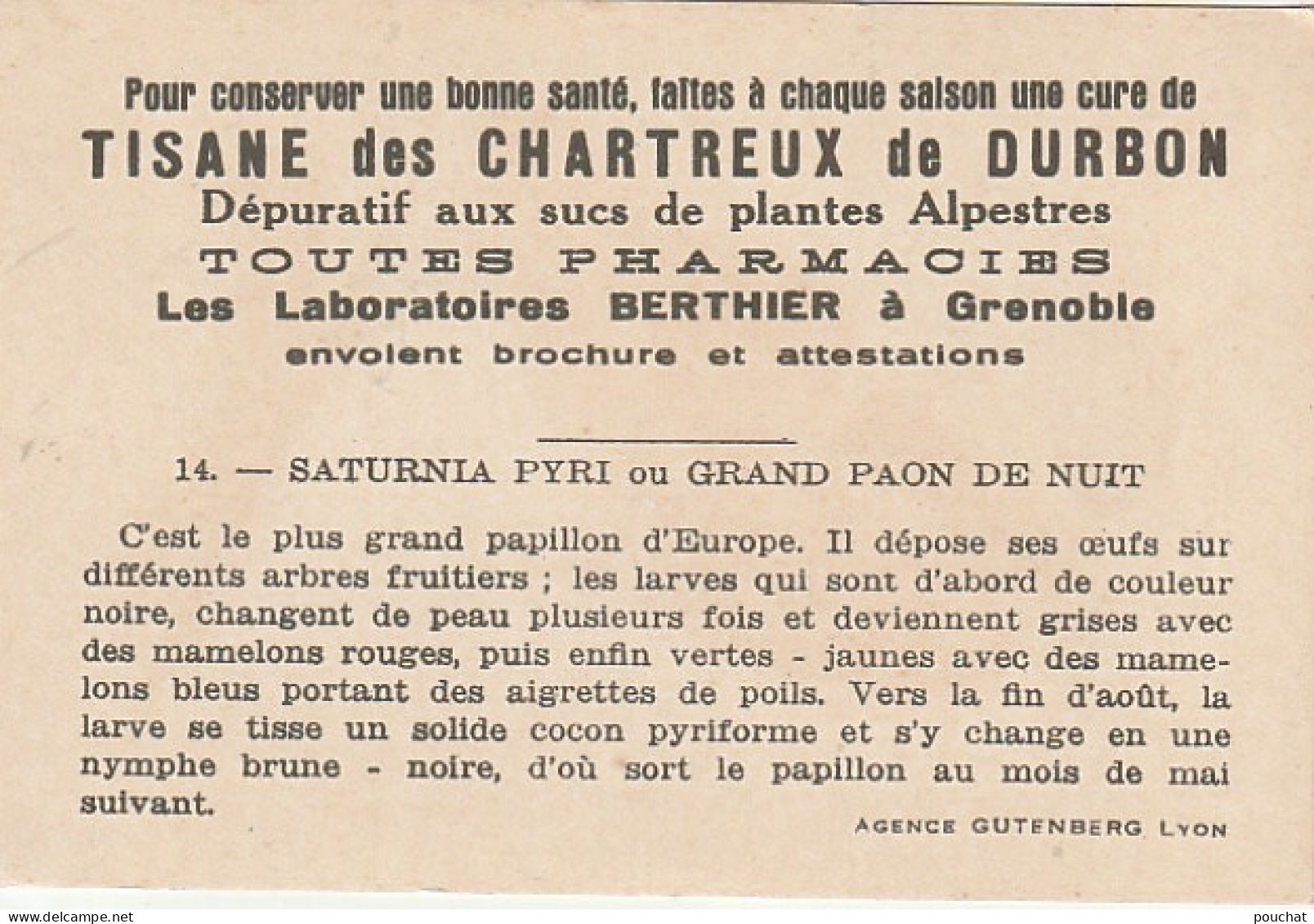 UR 24- " SATURNIA PYRI OU GRAND PAON DE NUIT " ( PAPILLON ET CHENILLE ) - PUB TISANE DES CHARTREUX DE DURBON  - Other & Unclassified