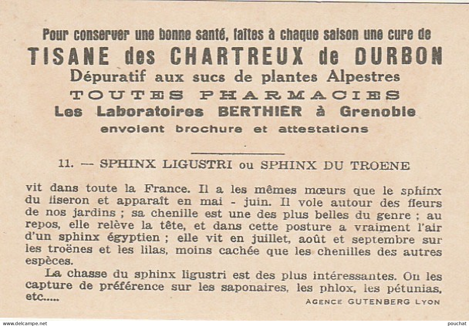 UR 24- " SPHINX LIGUSTRI OU SPHINX DU TROENE " ( PAPILLON ET CHENILLE ) - PUB TISANE DES CHARTREUX DE DURBON - - Other & Unclassified