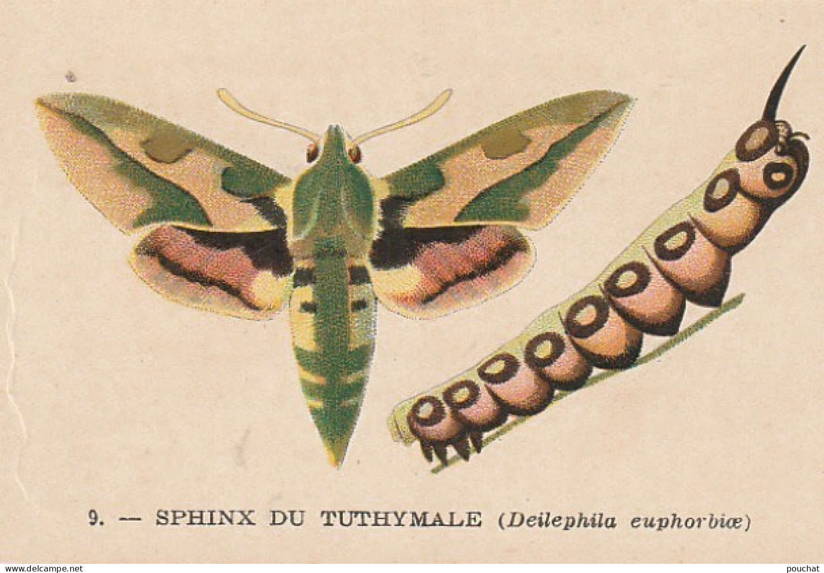 UR 24- " SPHINX DU TUTHYMALE " ( PAPILLON ET CHENILLE ) - PUB TISANE DES CHARTREUX DE DURBON - LAB . BERTHIER , GRENOBLE - Other & Unclassified