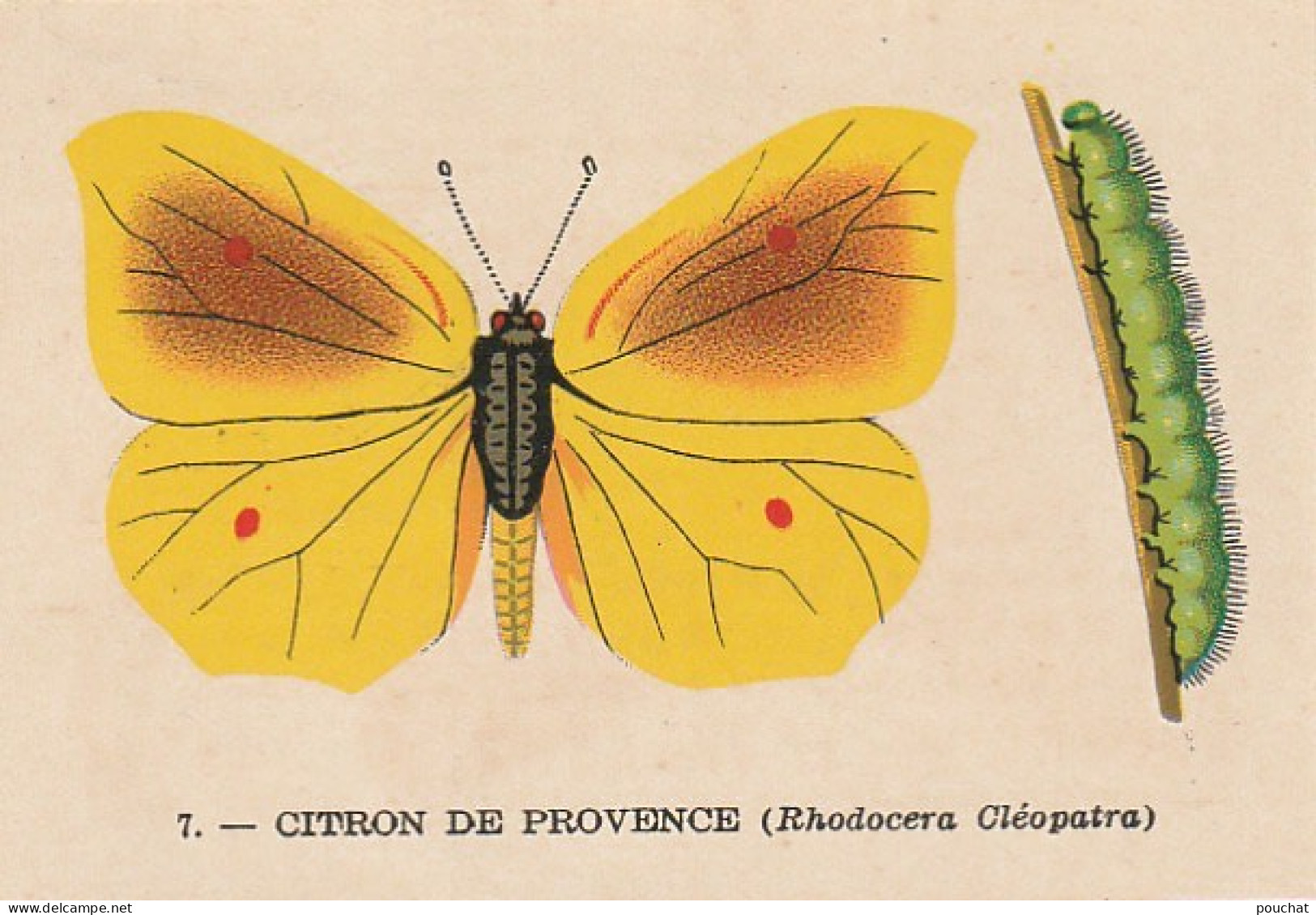 UR 24- " CITRON DE PROVENCE OU RHODOCERA CLEOPATRA " ( PAPILLON ET CHENILLE ) - PUB TISANE DES CHARTREUX DE DURBON  - Sonstige & Ohne Zuordnung