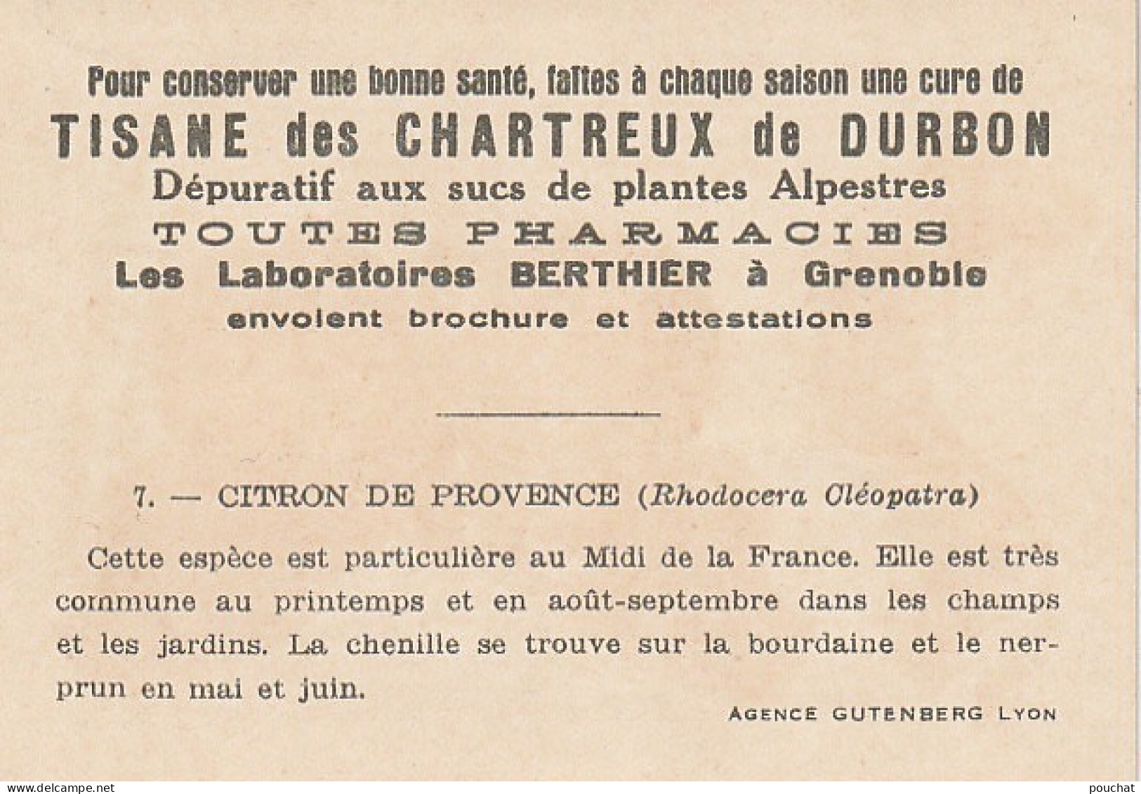 UR 24- " CITRON DE PROVENCE OU RHODOCERA CLEOPATRA " ( PAPILLON ET CHENILLE ) - PUB TISANE DES CHARTREUX DE DURBON  - Other & Unclassified