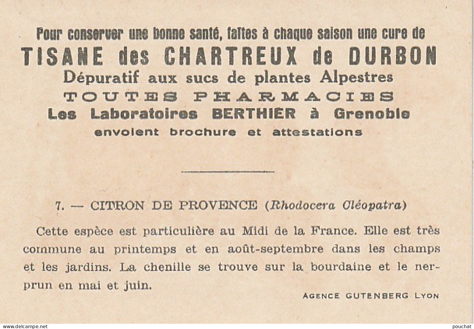 UR 24- " CITRON DE PROVENCE OU RHODOCERA CLEOPATRA " ( PAPILLON ET CHENILLE ) - PUB TISANE DES CHARTREUX DE DURBON  - Sonstige & Ohne Zuordnung