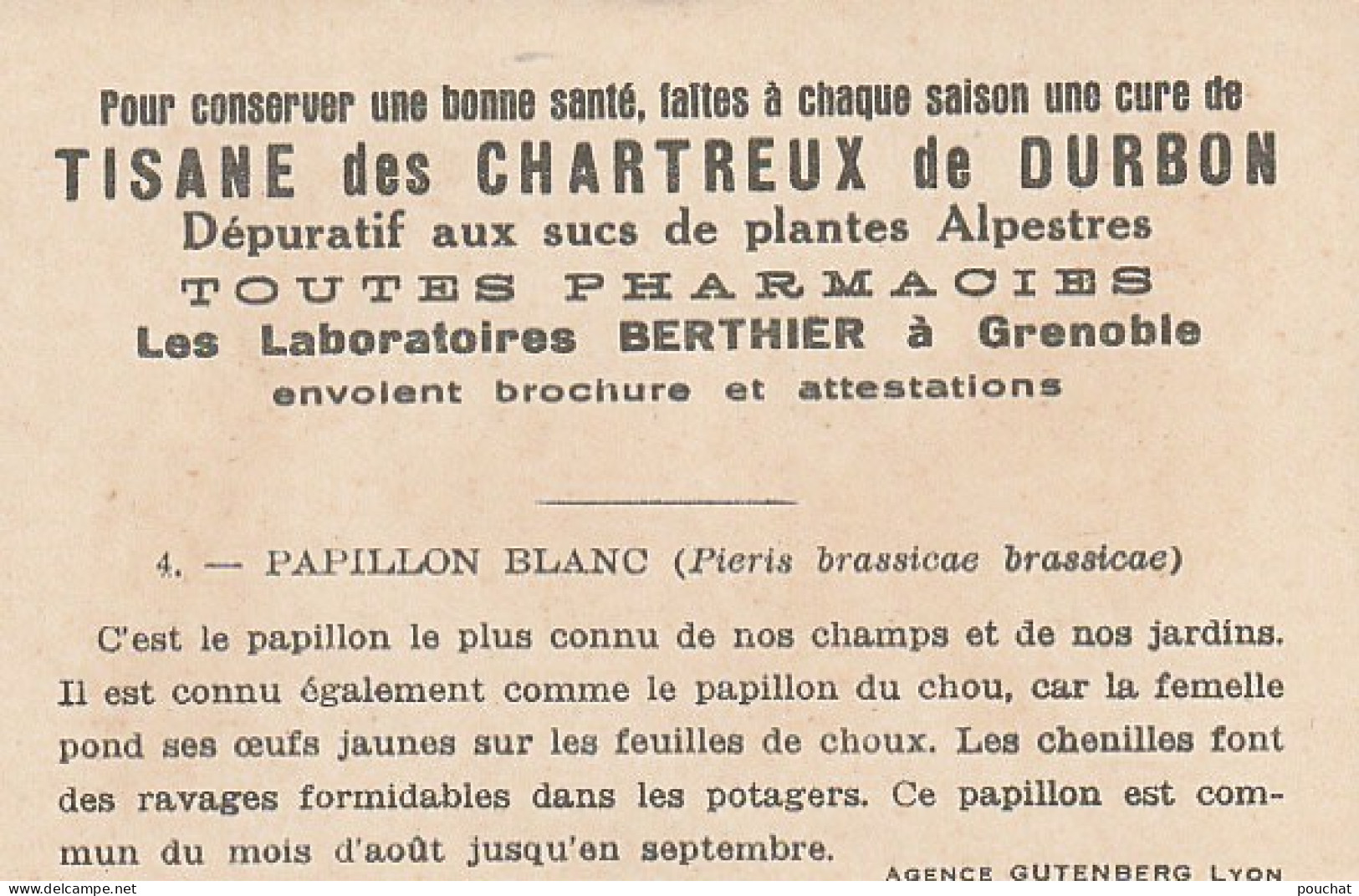 UR 24- " PAPILLON BLANC OU PIERIS BRASSICAE BRASSICAE " ( PAPILLON ET CHENILLE ) - PUB TISANE DES CHARTREUX DE DURBON  - Other & Unclassified