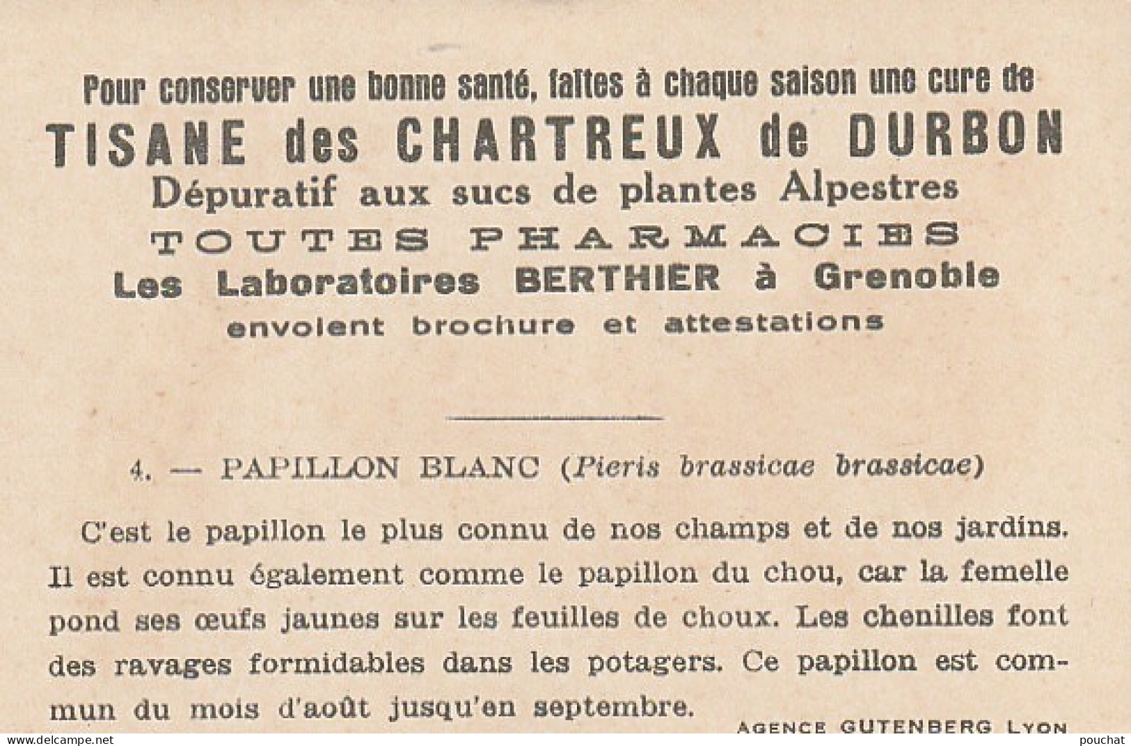 UR 24- " PAPILLON BLANC OU PIERIS BRASSICAE BRASSICAE " ( PAPILLON ET CHENILLE ) - PUB TISANE DES CHARTREUX DE DURBON  - Sonstige & Ohne Zuordnung