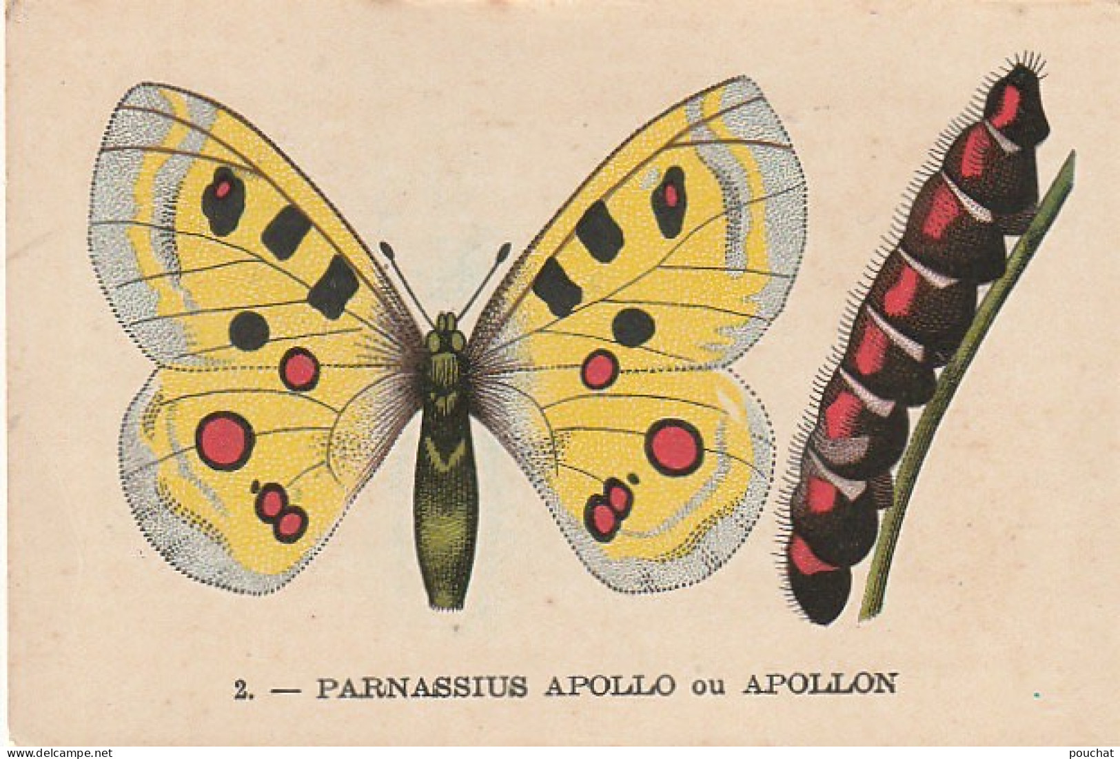 UR 24- " PARNASSIUS APOLLO OU APOLLON " ( PAPILLON ET CHENILLE ) - PUB TISANE DES CHARTREUX DE DURBON  - Other & Unclassified