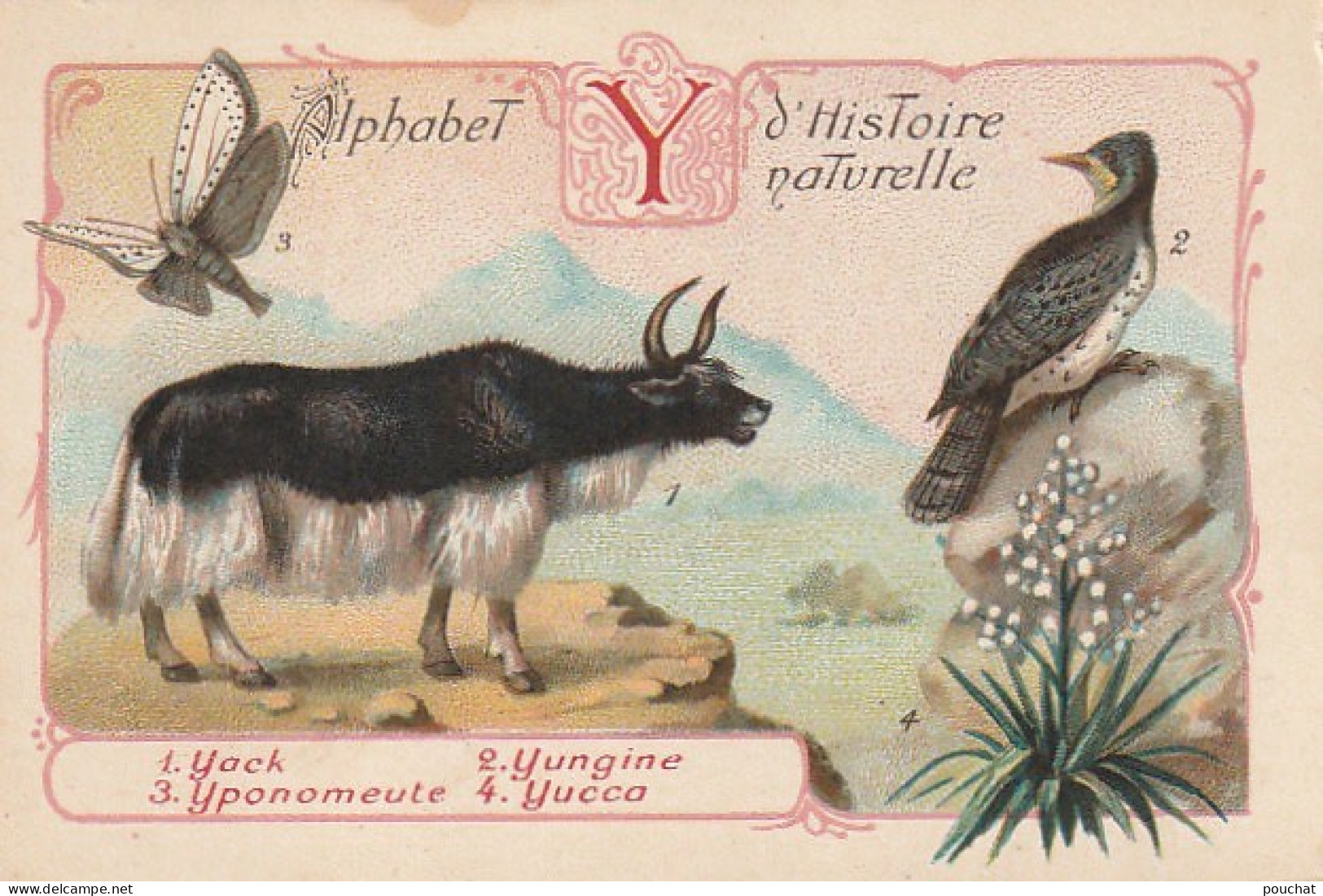 UR 25-(Y) ALPHABET HISTOIRE NATURELLE - ANIMAUX : YACK , YUNGINE , YPONOMENTE - PLANTE : YUCCA - PUBLICITE PHOSCAO - Sonstige & Ohne Zuordnung