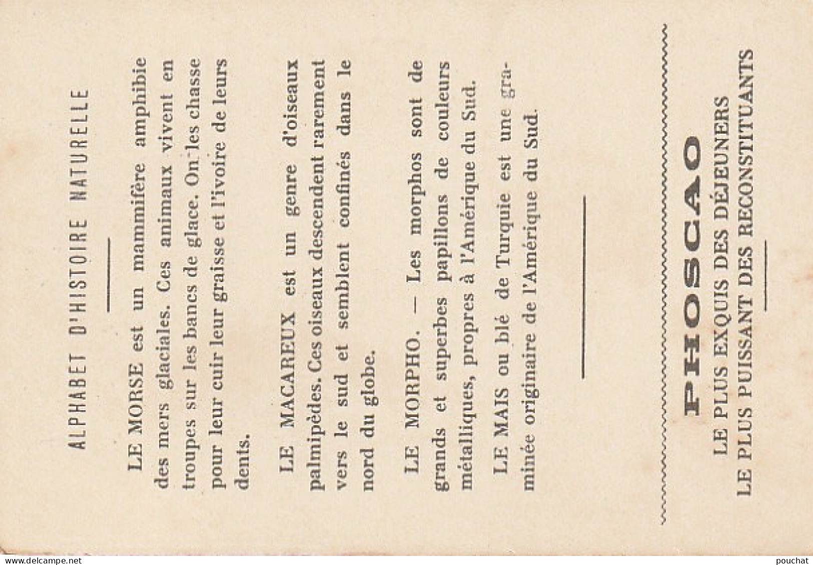 UR 25-(M) ALPHABET HISTOIRE NATURELLE - ANIMAUX : MORSE , MACAREUX , MORPHO ADONIS - PLANTE : MAIS - PUBLICITE  PHOSCAO - Other & Unclassified