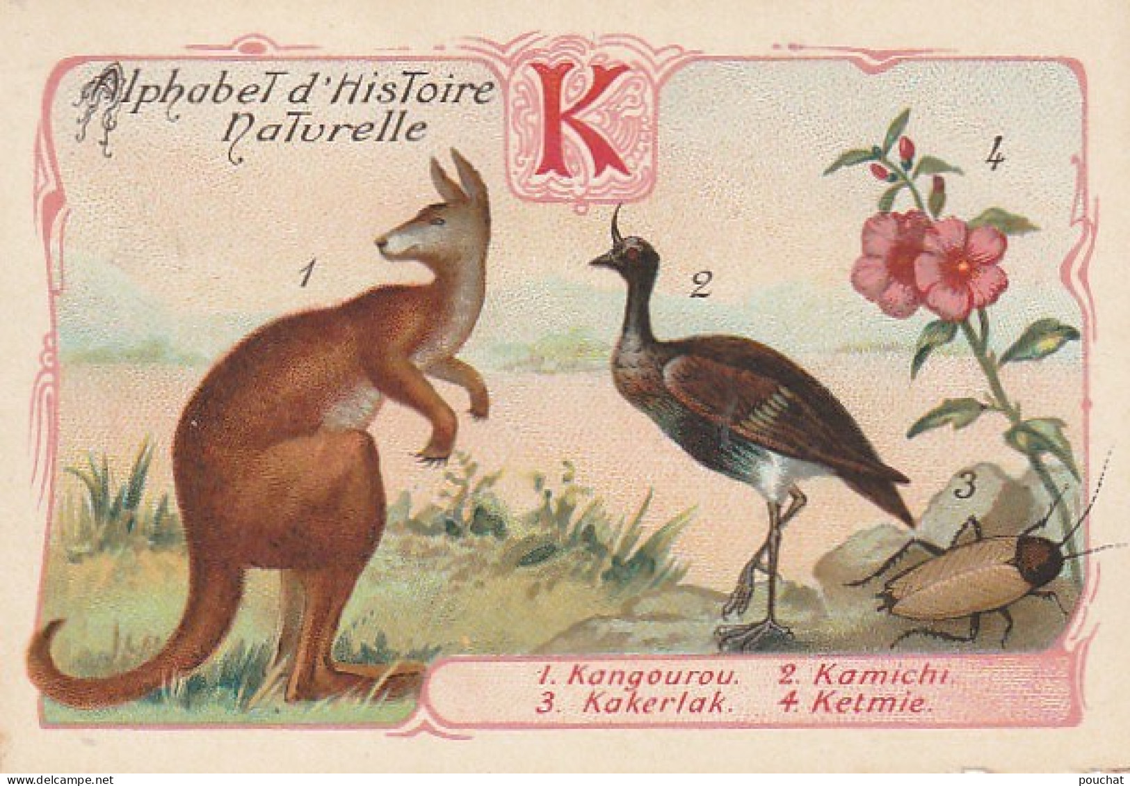 UR 25-(K) ALPHABET HISTOIRE NATURELLE - ANIMAUX : KANGOUROU , KAMICHI , KAKERLAK - PLANTE : KETMIE - PUBLICITE  PHOSCAO - Other & Unclassified