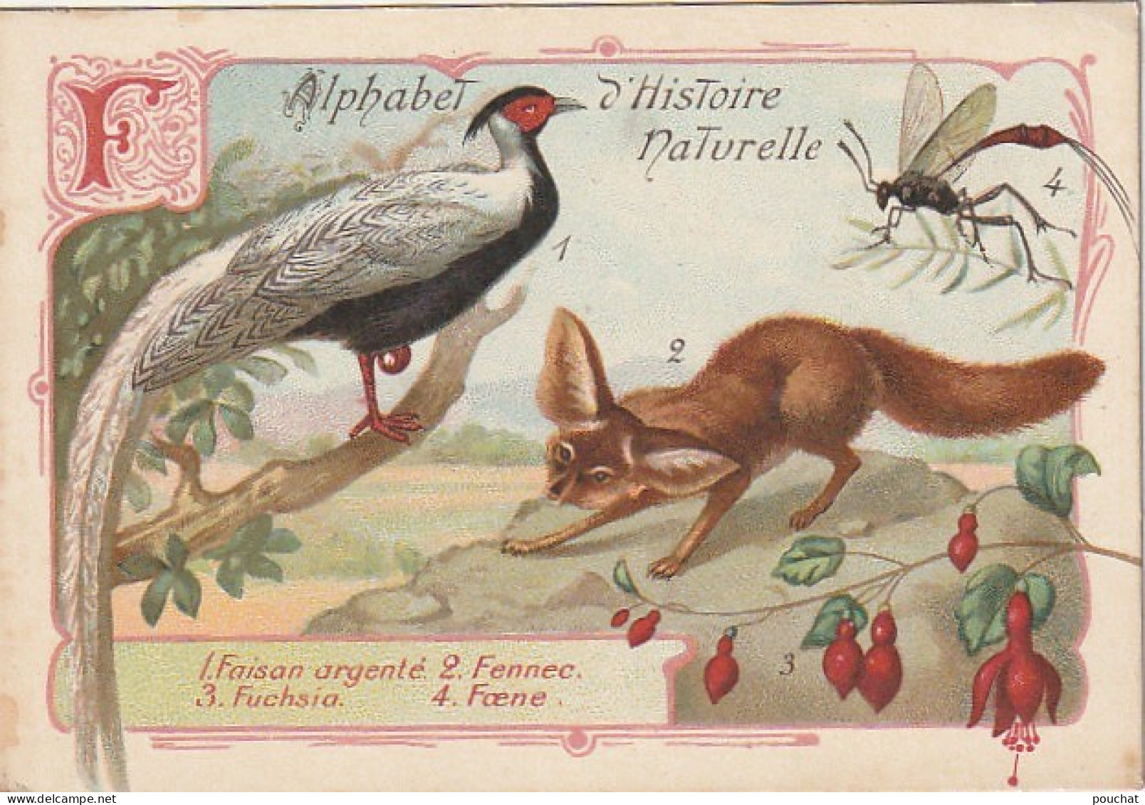 UR 25-(F) ALPHABET HISTOIRE NATURELLE - ANIMAUX : FAISAN ARGENTE , FENNEC , FOENE - PLANTE : FUCHSIA - PUB  PHOSCAO - Sonstige & Ohne Zuordnung