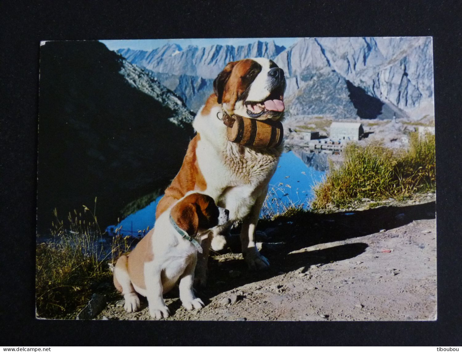 ABONDANCE - HAUTE SAVOIE - FLAMME MUETTE SUR MARIANNE CHEFFER - CHIENS HOSPICE COL GRAND SAINT BERNARD HUND DOG - Maschinenstempel (Werbestempel)