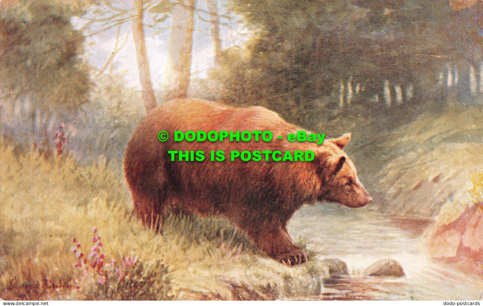 R551309 The Brown Bear. Wild Animal Series. Tuck. Oilette. No. 3039 - Welt