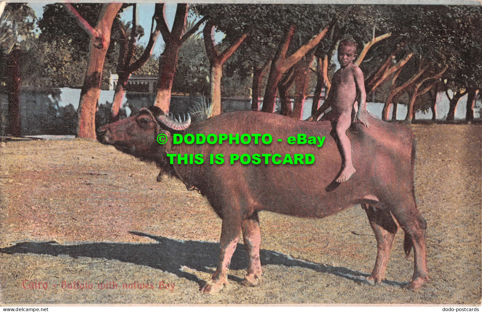 R551310 Cairo. Buffalo With Natives Boy. The Cairo Postcard Trust. Serie 582 - Welt
