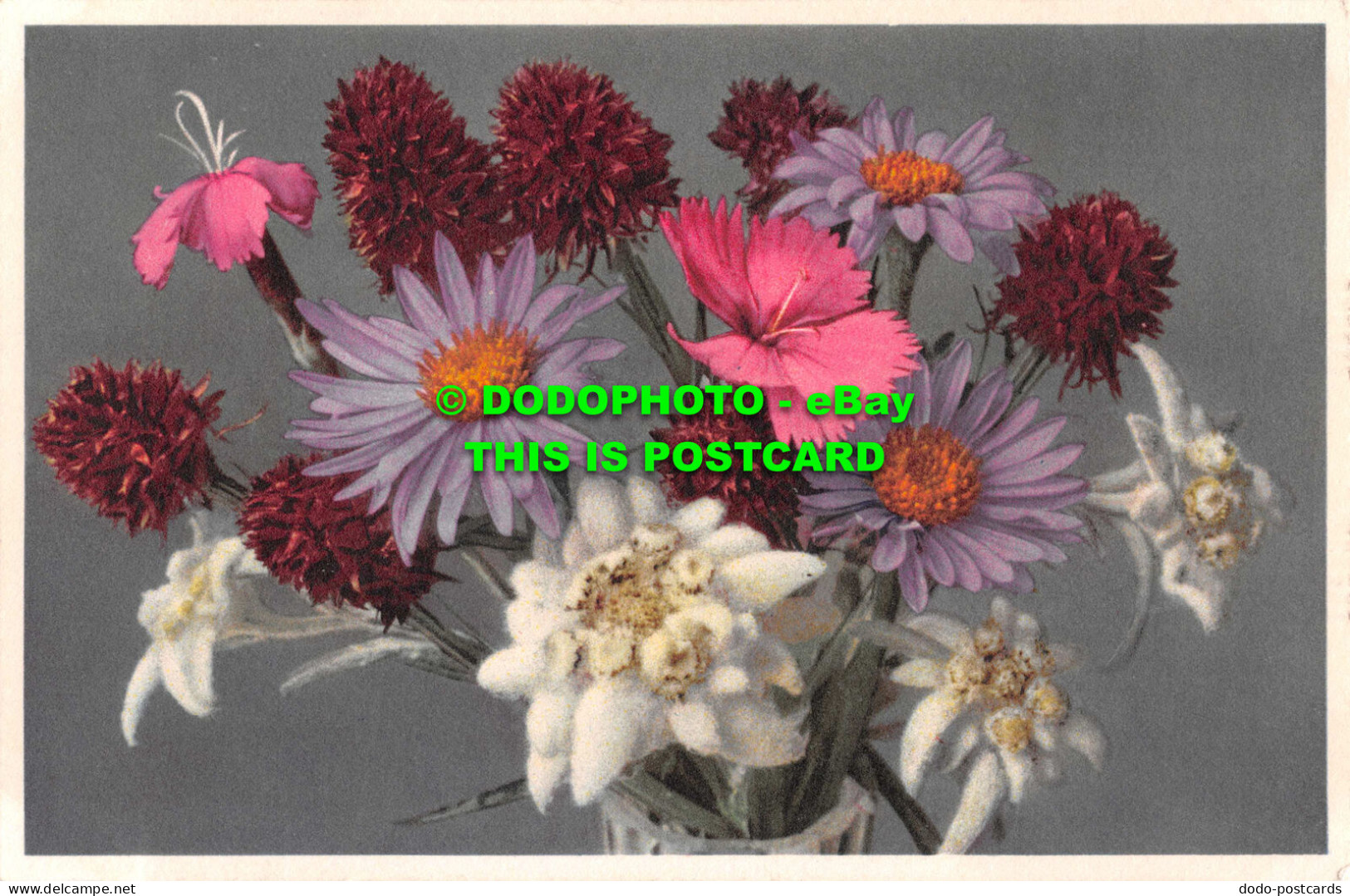 R551327 Dianthus Silvester. E. Gyger - Welt