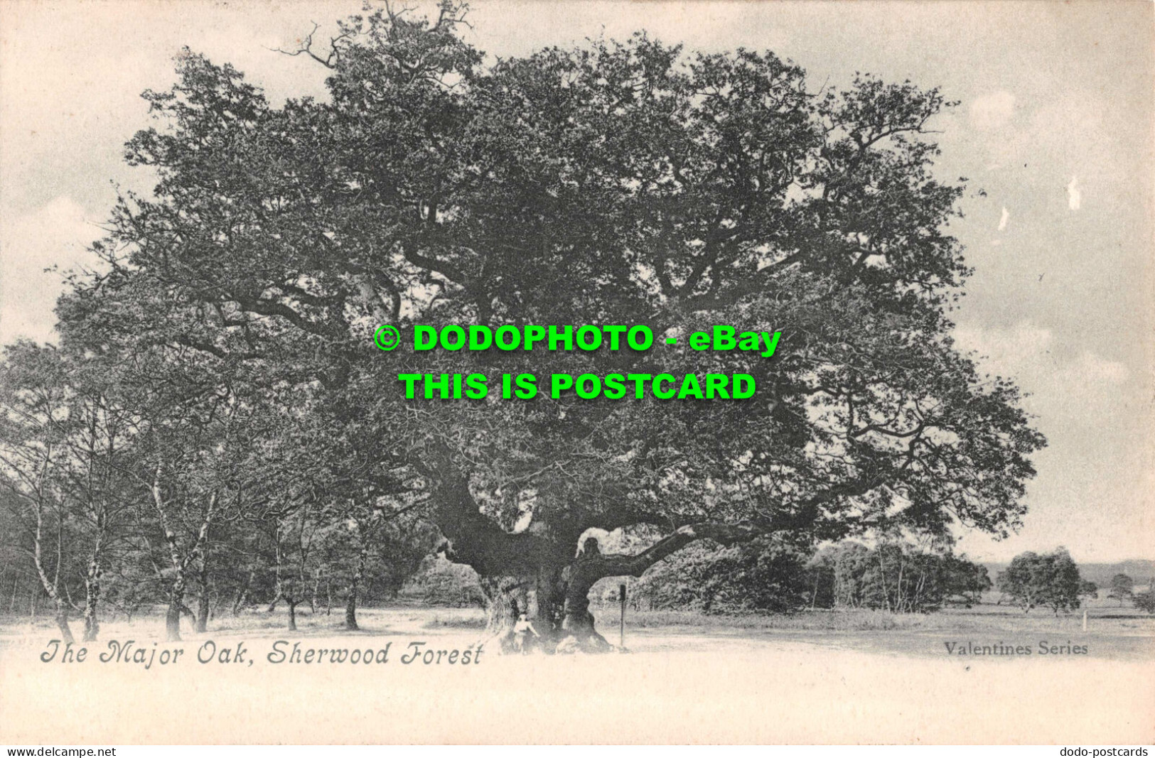 R551341 Sherwood Forest. The Major Oak. Postcard - Welt