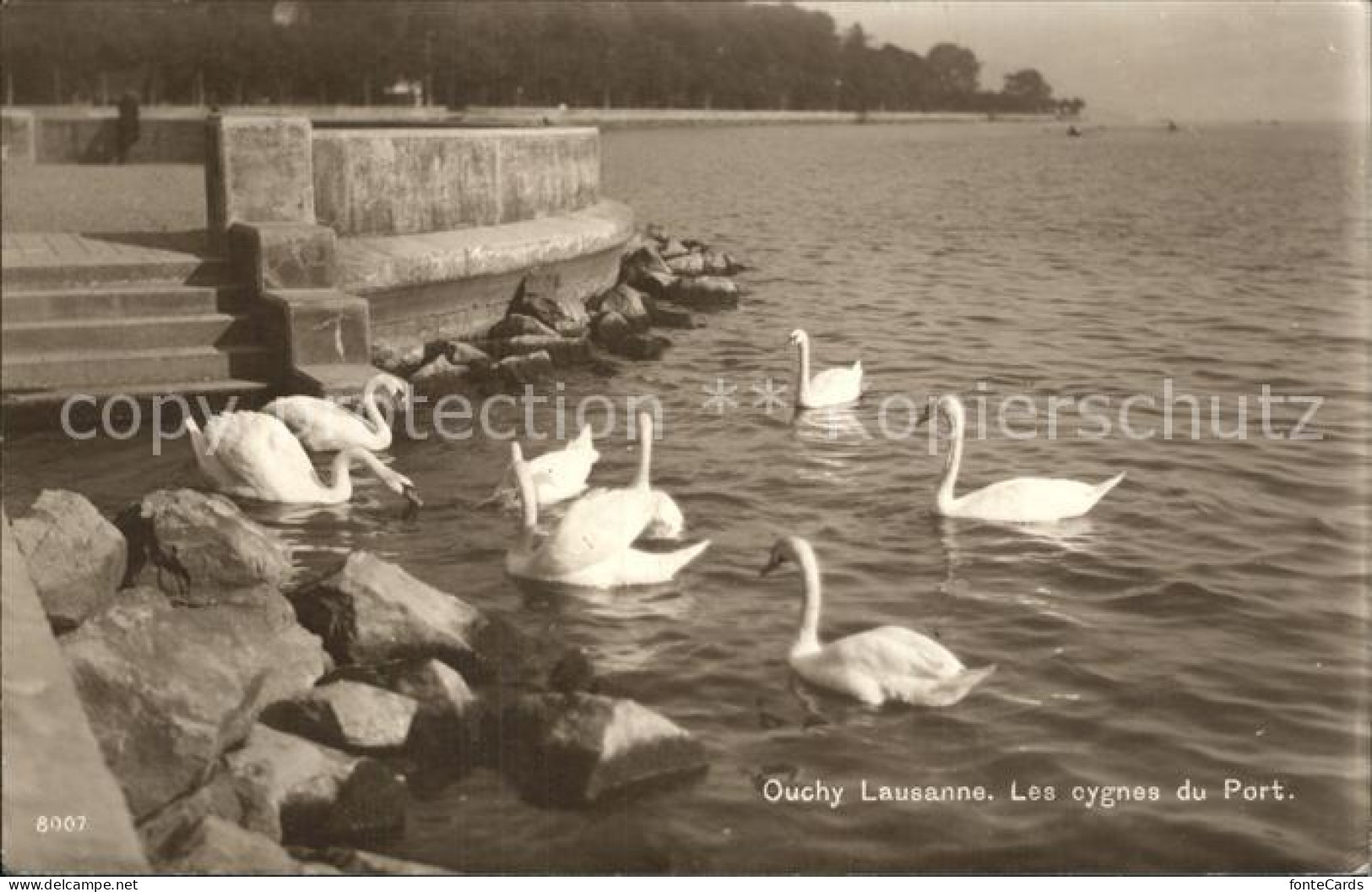 12318228 Ouchy Les Cygnes Du Port Lac Leman Ouchy - Sonstige & Ohne Zuordnung