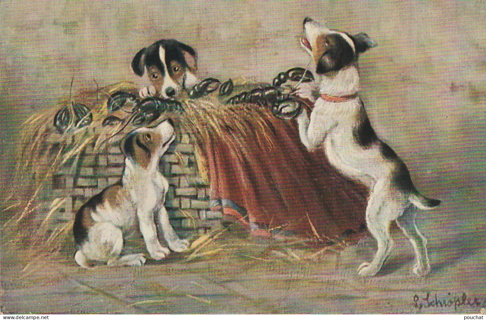 VE 26- TRIO DE CHIOTS JOUANT AVEC DES HOMARDS - ILLUSTRATEUR SCHROPLER - 2 SCANS - Dogs