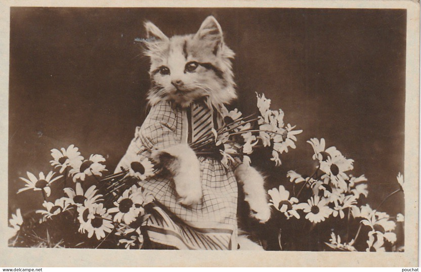 VE 26- CHATON HUMANISE , CHATTE AVEC BRASSEE DE MARGUERITES - 2 SCANS - Chats