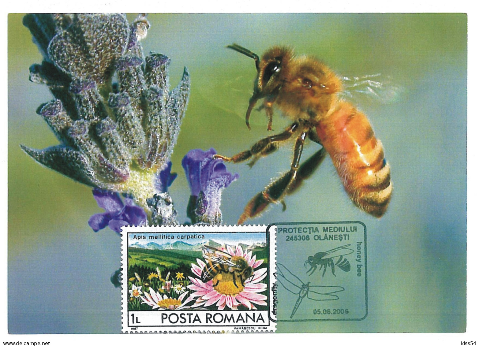 MAX 60 - 689 HONEY BEE, Romania - Maximum Card - 2006 - Maximum Cards & Covers