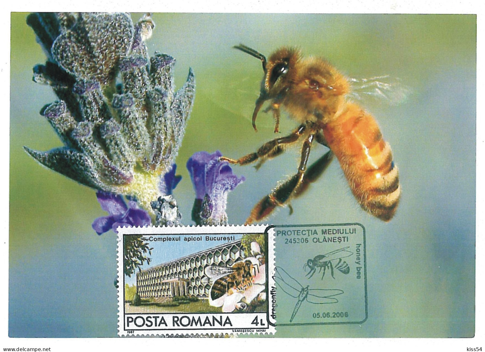 MAX 60 - 690 HONEY BEE, Romania - Maximum Card - 2006 - Cartoline Maximum