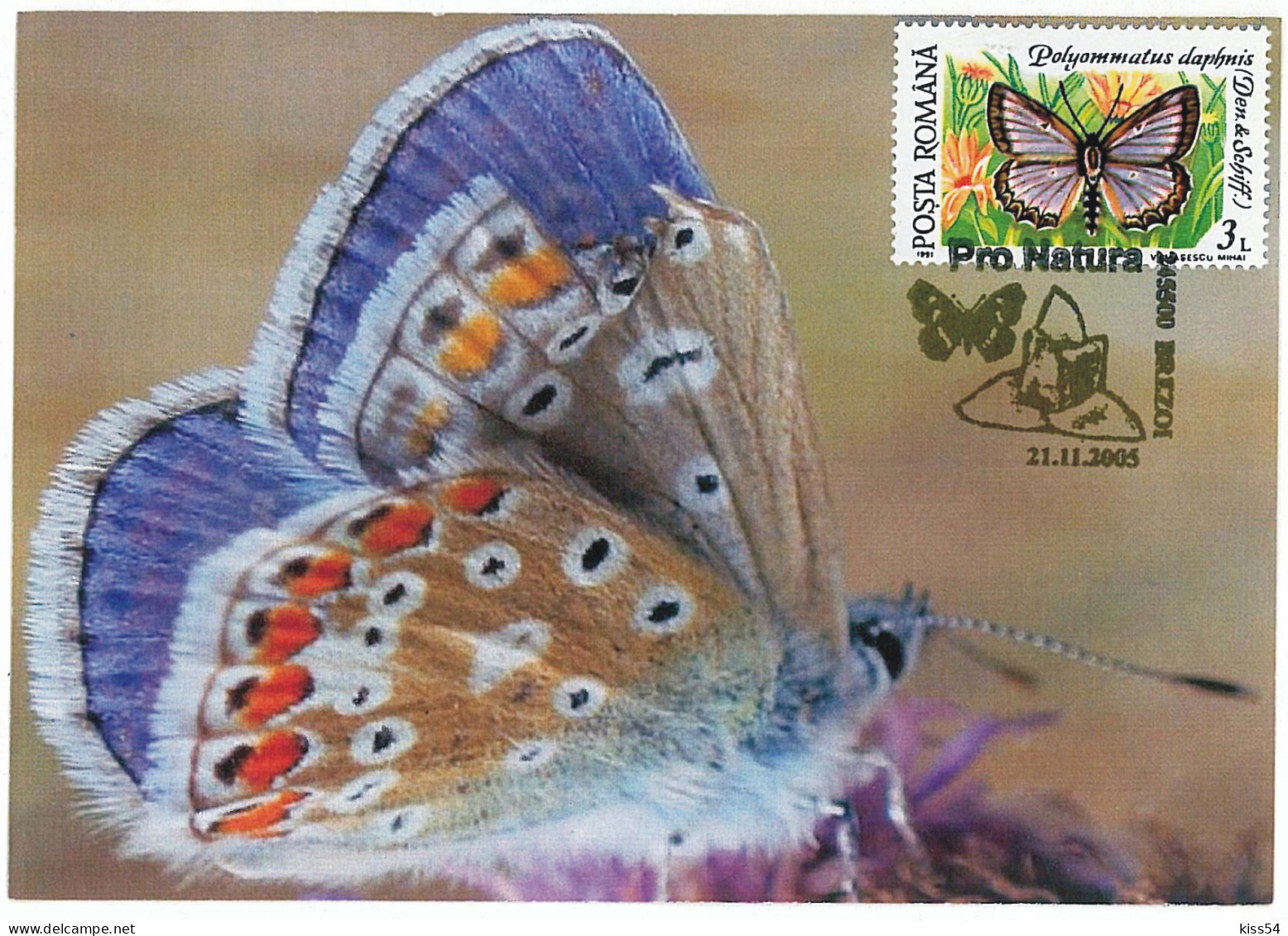 MAX 60 - 121 BUTTERFLY, Romania - Maximum Card - 2005 - Cartoline Maximum