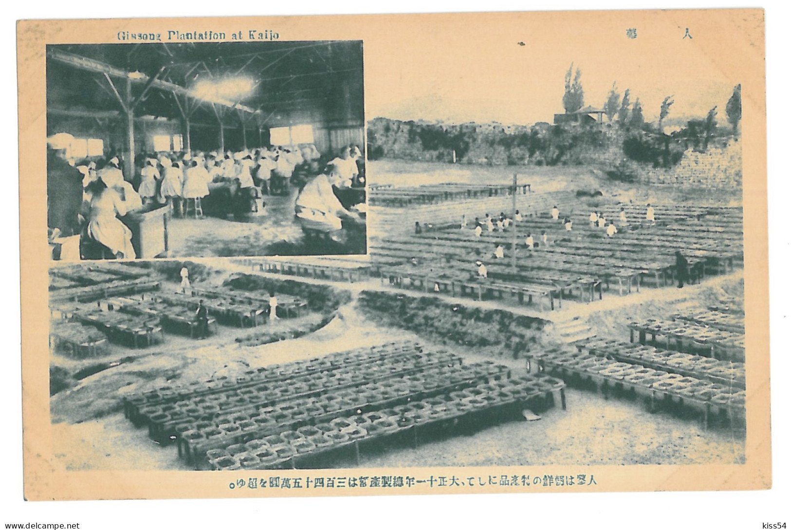 KOR 5 - 15436 KAIJO, Gisseng Plantation, South Korea - Old Postcard - Unused - Korea (Süd)