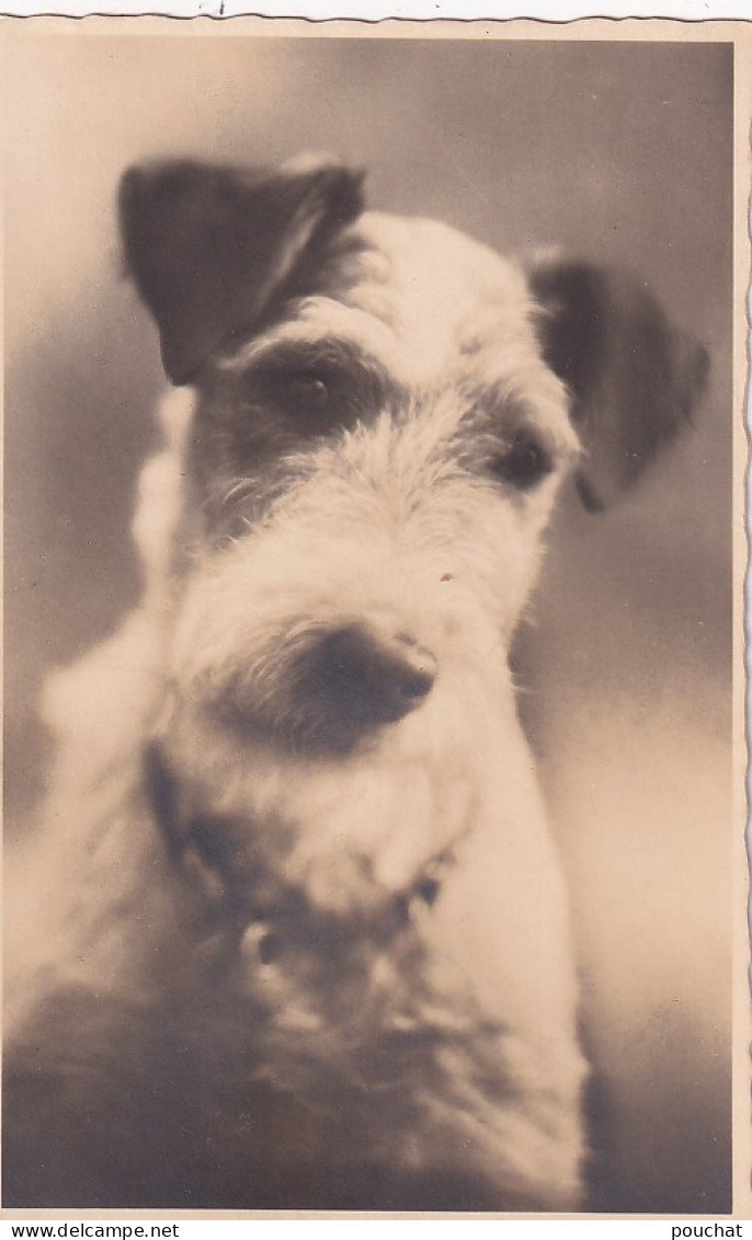 UR Nw41- CARTE PHOTO TETE CHIEN FOX TERRIER - Dogs