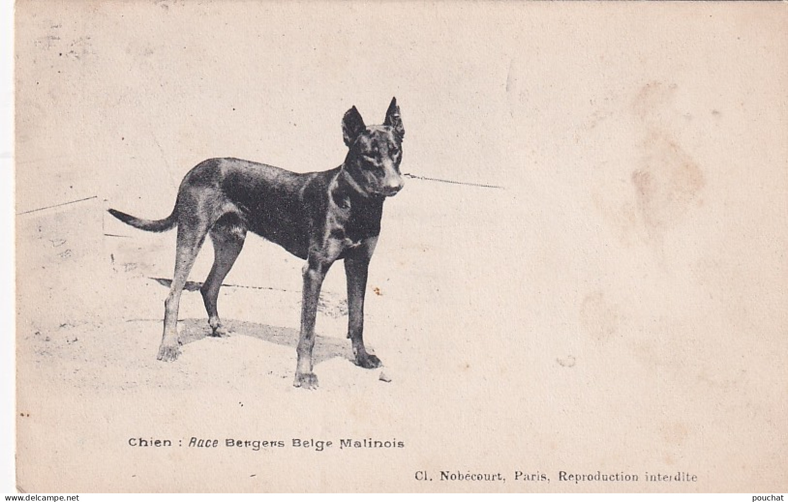 UR Nw41- CHIEN BERGER BELGE MALINOIS - CARTE PHOTO NOBECOURT , PARIS - Dogs