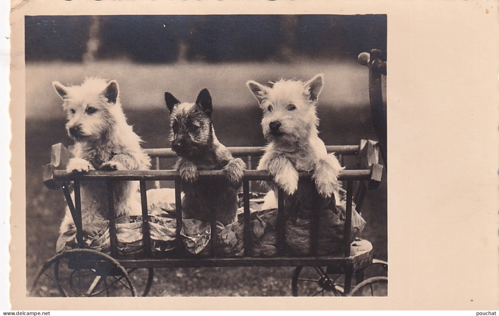 UR Nw41- TRIO DE CHIOTS DANS CARRIOLE - CARTE PHOTO - Dogs