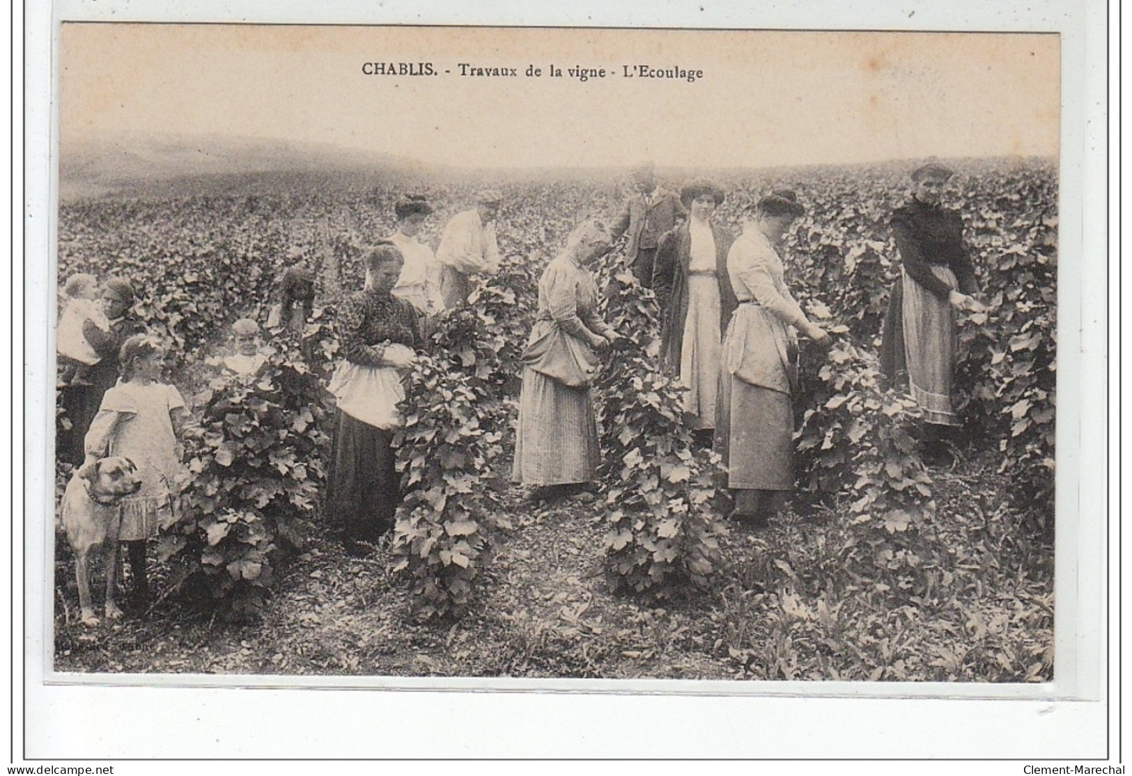 CHABLIS : Travaux De La Vigne - L'écoulage (vendanges) - Très Bon état - Chablis