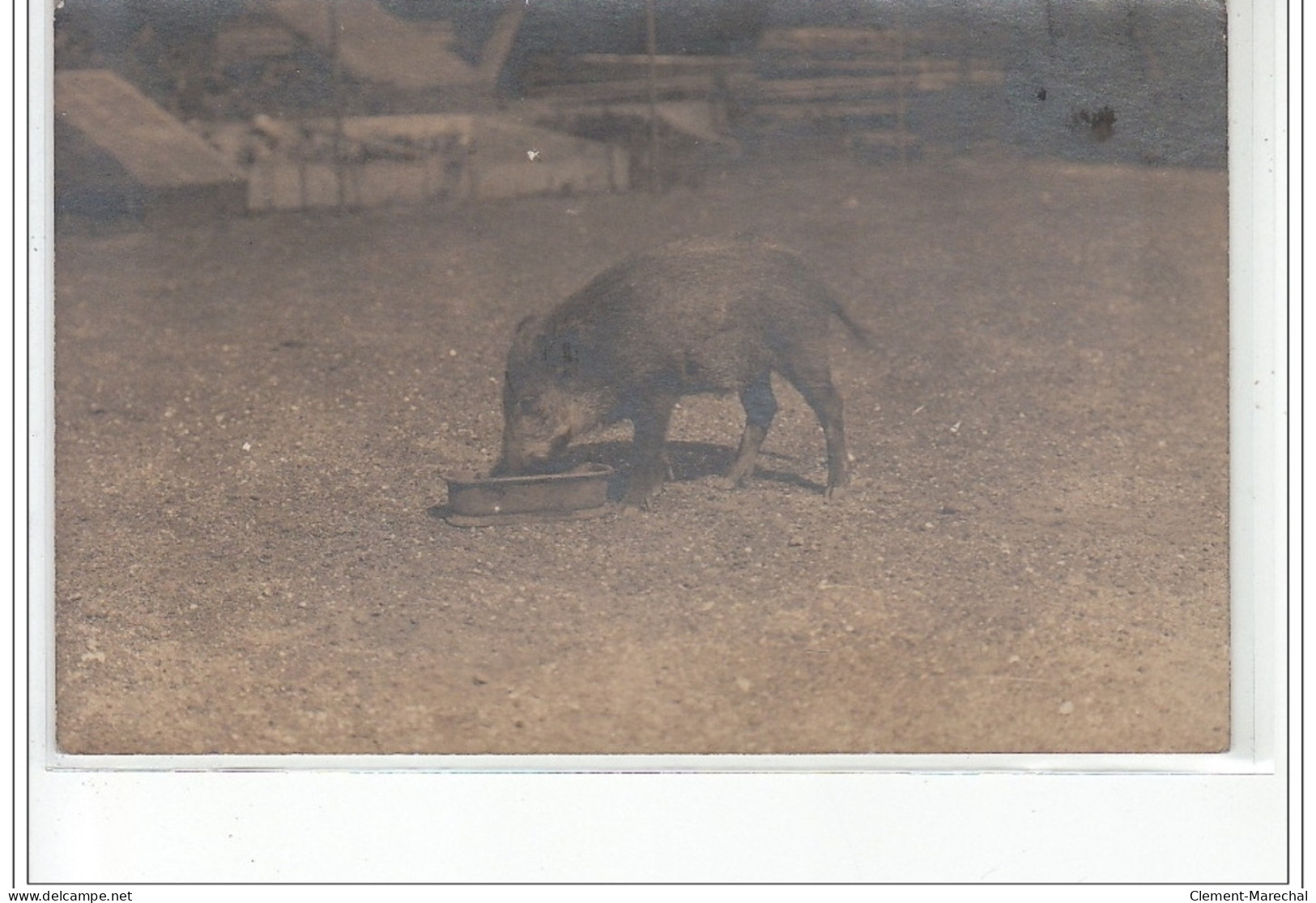 FEUQUIERES : Carte Photo D'un Marcassin Apprivoisé En 1923 - Très Bon état - Other & Unclassified