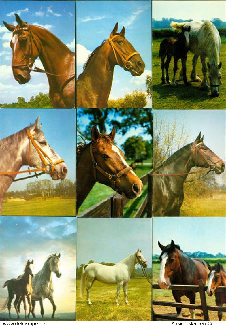 40166806 - Pferde Lot Mit  15 AK: Ueberwiegend Gute Erhaltung, Nicht Gelaufen - Horses