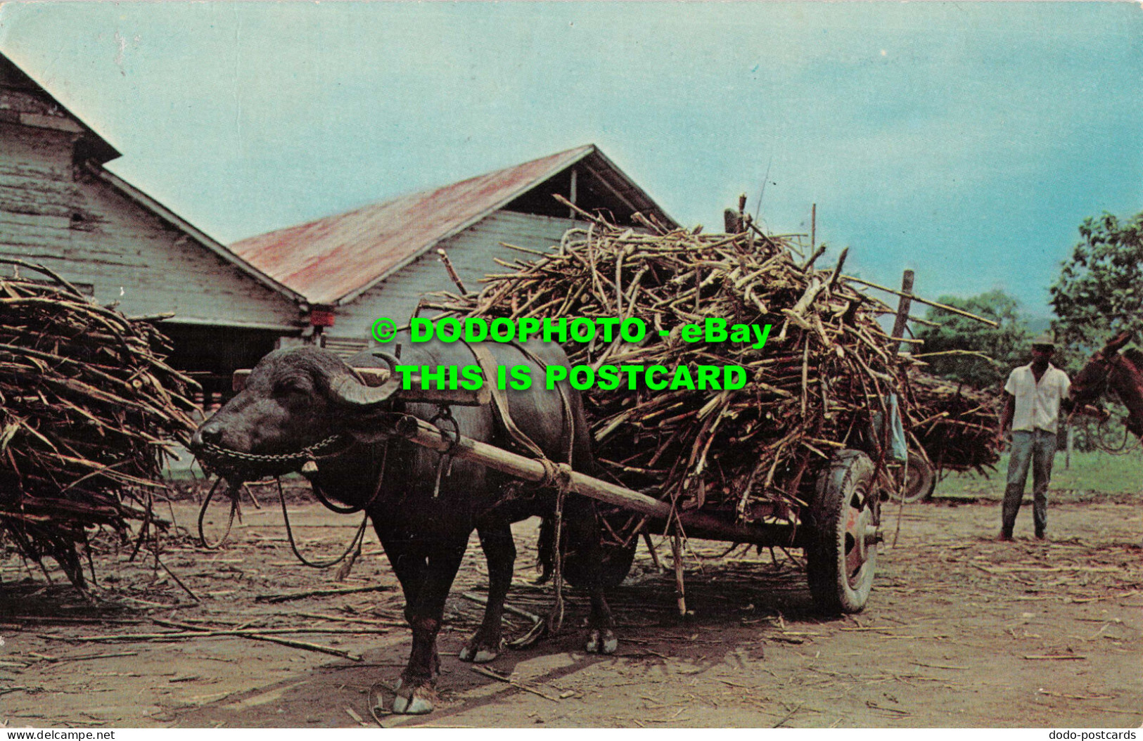 R551840 Water Buffalo And Sugar Cane. Trinidad. W. I. Dexter Press. Y. De Lima - Welt