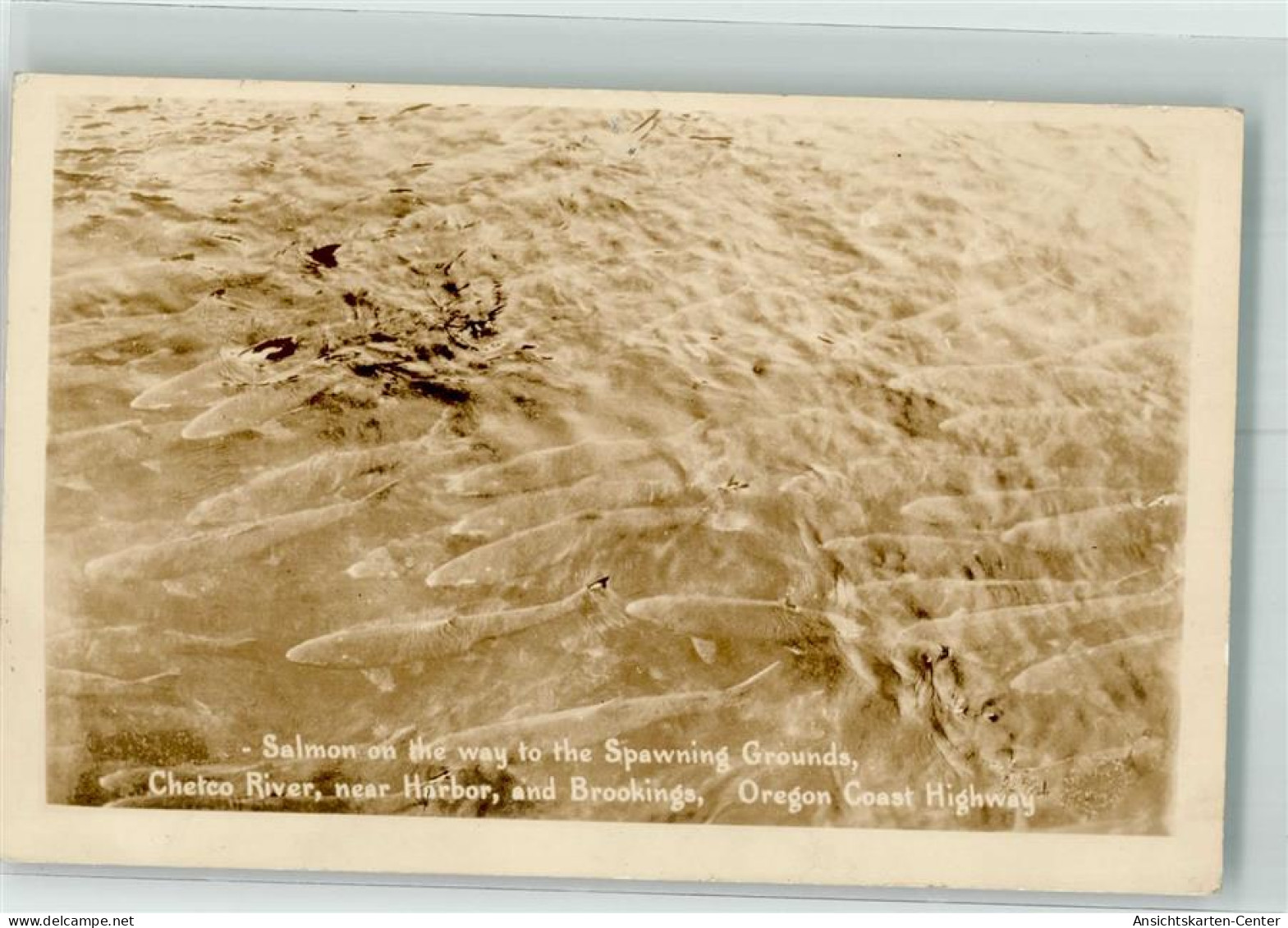 39780106 - Lachse Auf Dem Weg Zu Laichplaetzen Chetco River Oregon - Fische Und Schaltiere