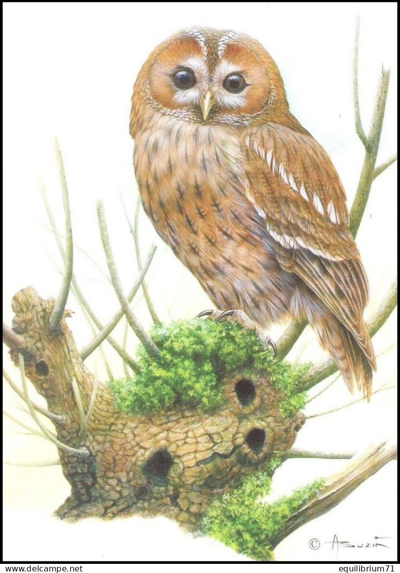 Cartes Maximum / Maximumkaart Blanco ** - BUZIN - 3956 - Chouette Hulotte / Bosuil / Waldkauz / Tawny Owl - 1985-.. Birds (Buzin)