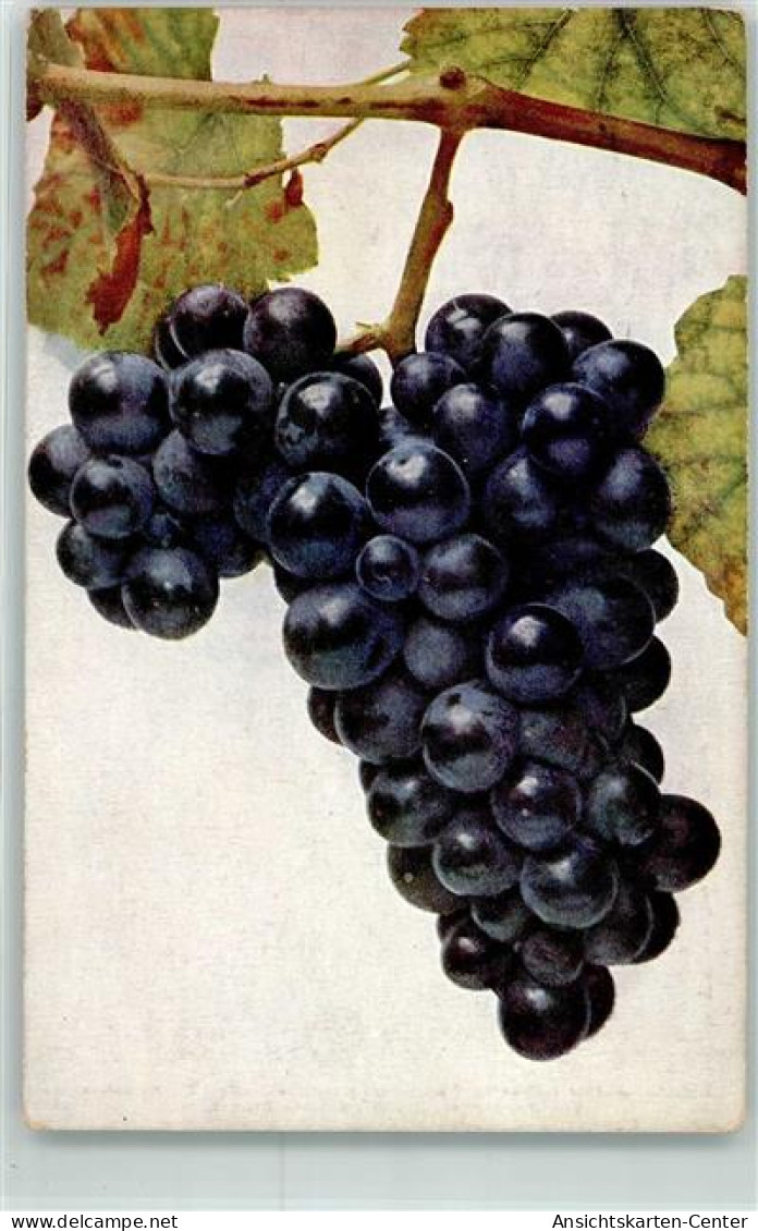 39417906 - Vitis Vinifera Weintraube Sorte Blauer Bussard - Other & Unclassified