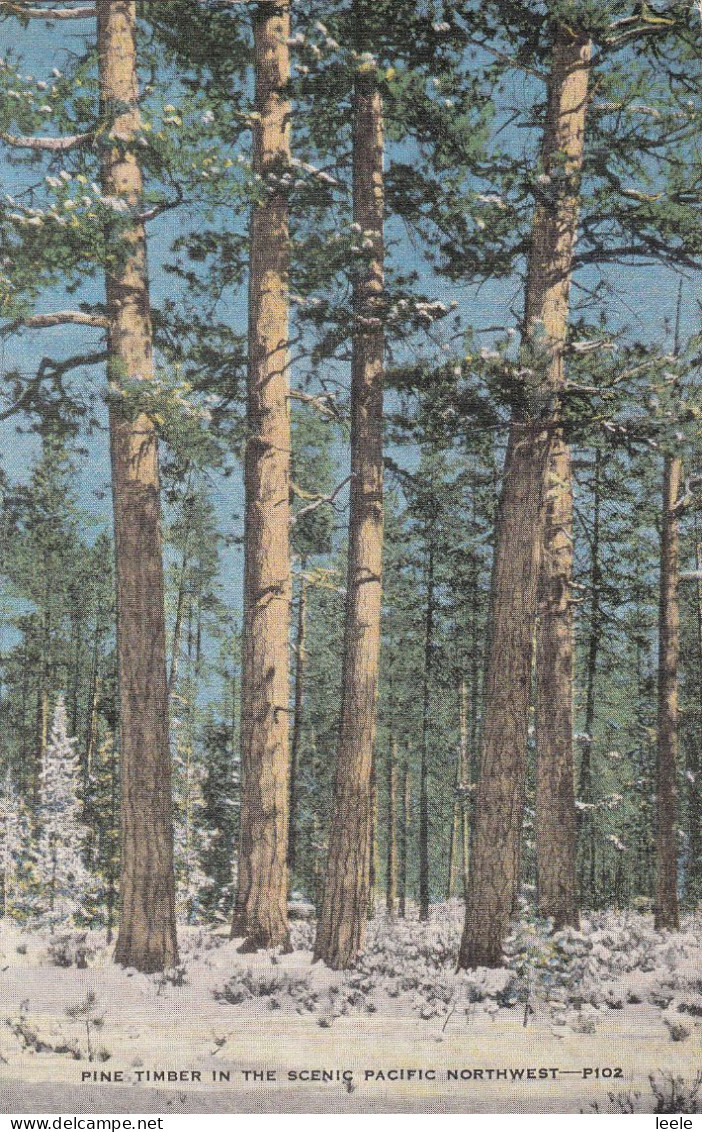 D78. Vintage US Postcard. Pine Timber In Scenic Northwest - Autres & Non Classés