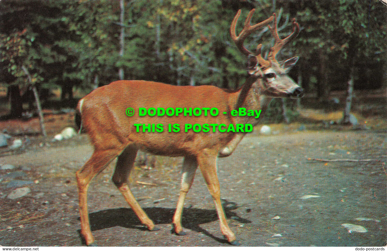 R551900 Greetings From Rhinebeck. N. Y. No. 21. Ten Pointer. Stately Buck. Walt - Mundo