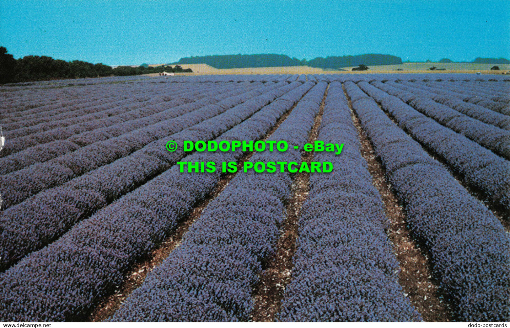 R551903 Norfolk Lavender. Precision. R6645 - Welt