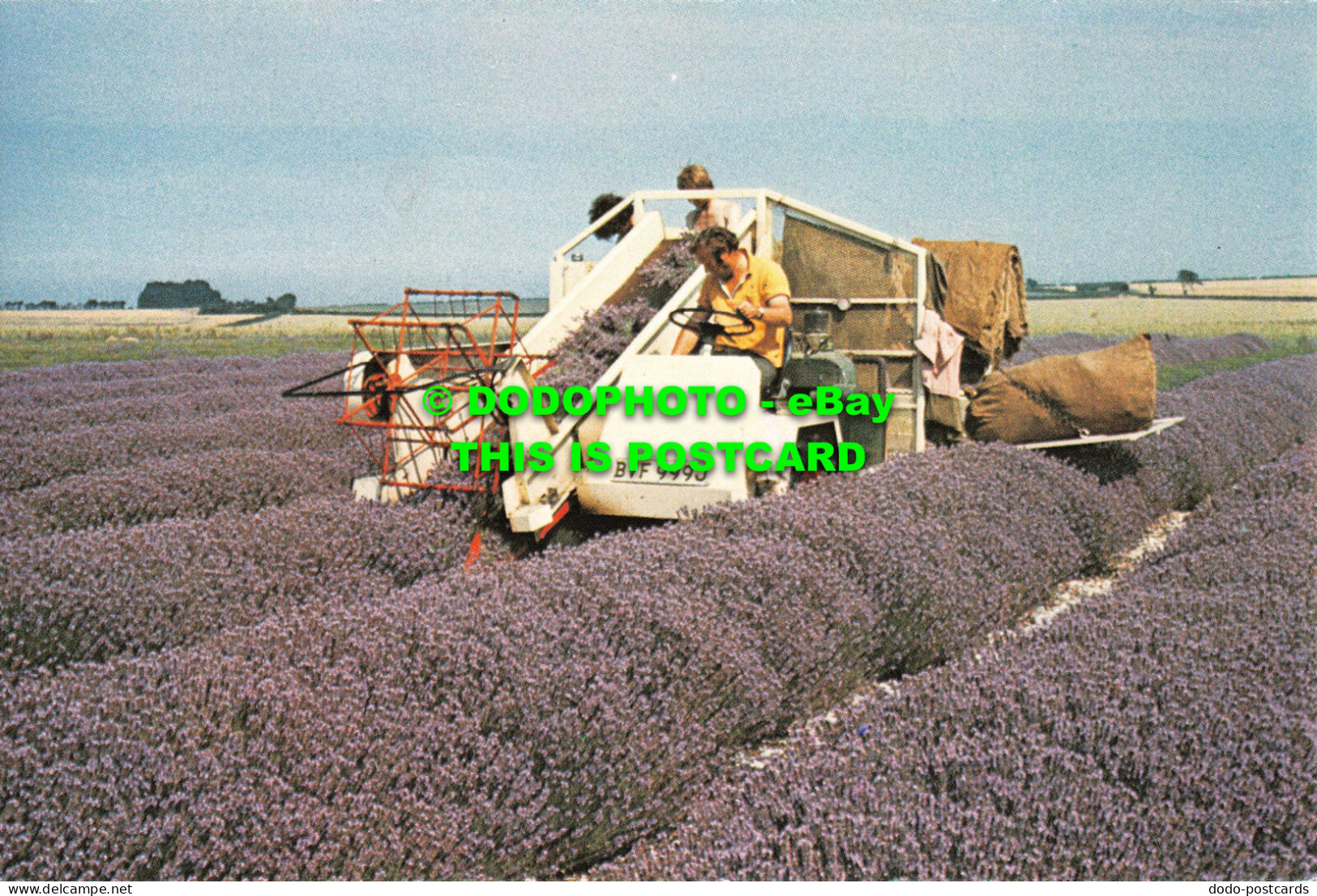 R551990 Harvesting Famous Norfolk Lavender. Witley Press - Welt