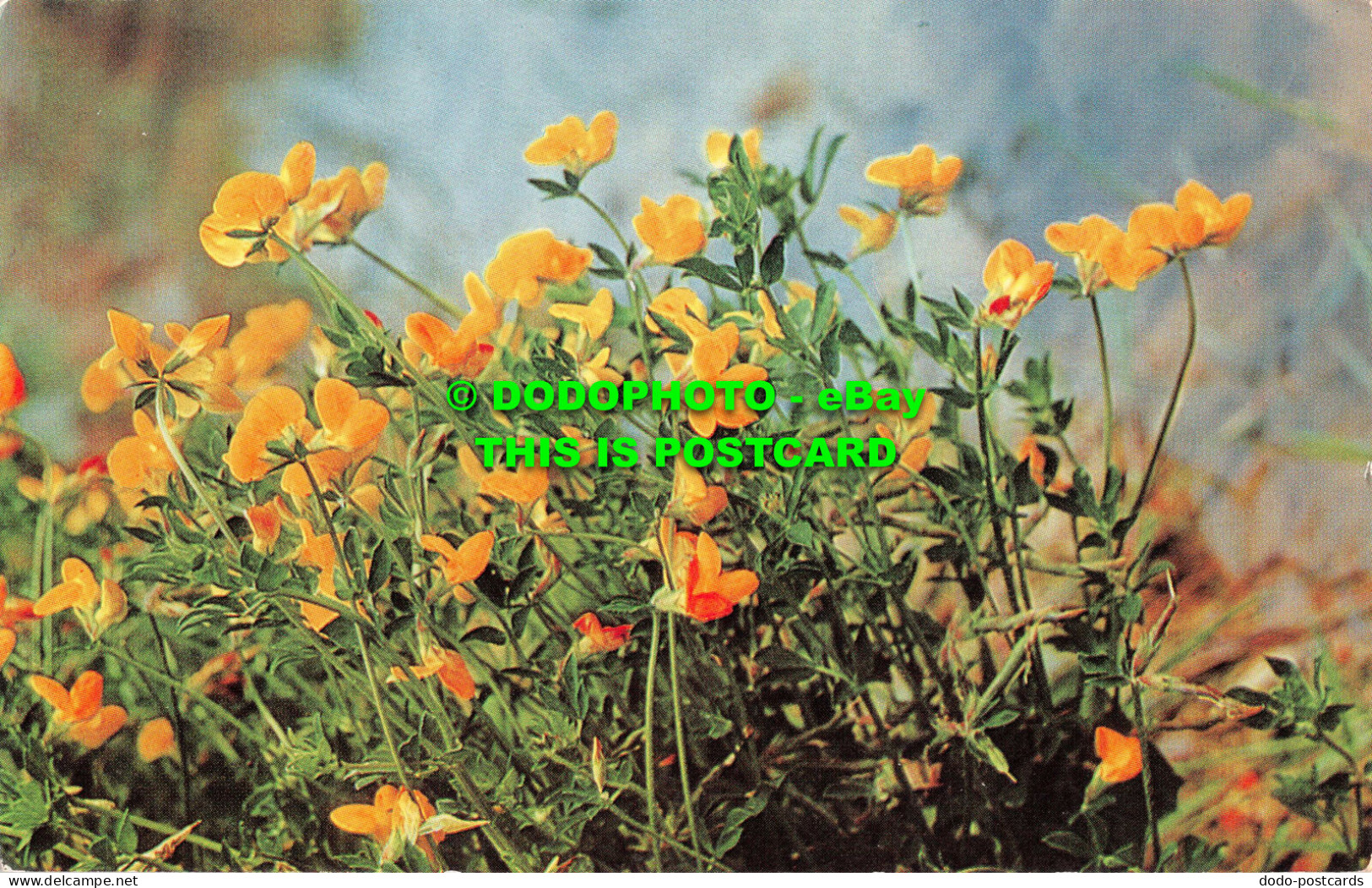 R552014 British Wild Flowers. Birds Foot Trefoil. Salmon - World