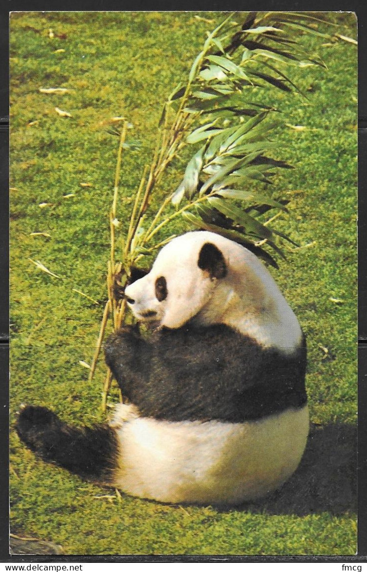 Washington DC, National Zoo, Giant Panda, Mailed In 1975 - Washington DC