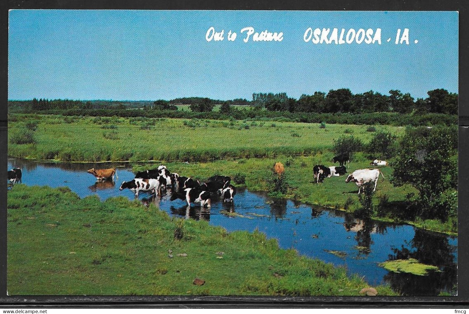 Iowa, Oskaloosa, Dairy Cattle In Pasture Creek, Unused - Sonstige & Ohne Zuordnung