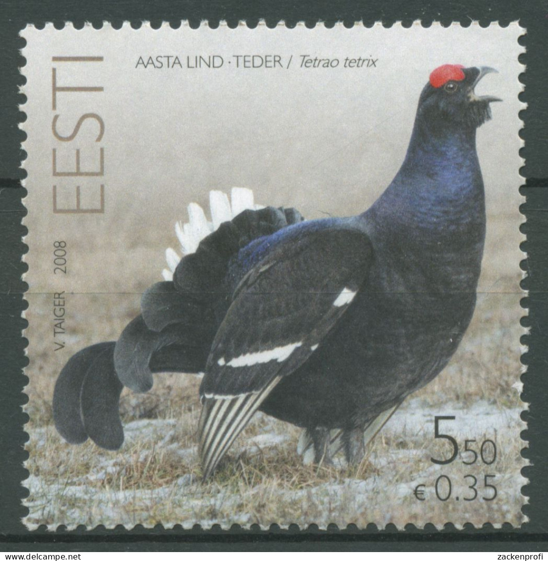 Estland 2008 Tiere Vogel Des Jahres Birkhahn 614 Postfrisch - Estonia