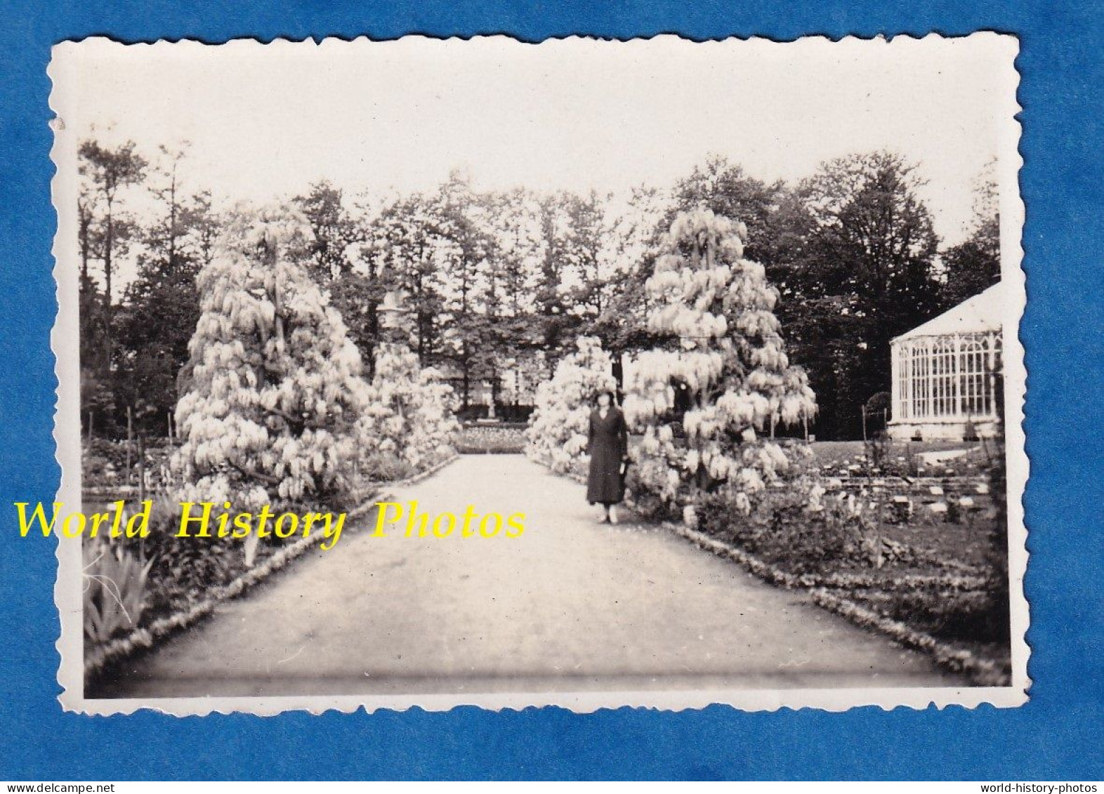 Photo Ancienne Snapshot - LOUVAIN - Le Jardin Botanique - Mai 1935 - Arbre à Identifier Parc Leuven Belgique - Lieux